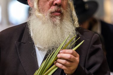 JERUSALEM, ISRAEL - 20 EYLÜL 2018 Sukkot Güz Hasadı Tatili. Gri sakallı dindar Yahudi lulav seçiyor. Dini, etnografik ve fotoğraf turizmi kavramı