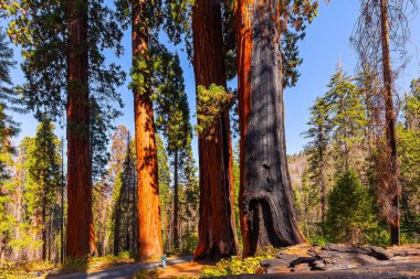 Sequoias yeryüzündeki en eski ağaçtır. Sequoialar ipeksi, terakotta renkli kabukları olan muhteşem dev ağaçlardır. Sequoia Park 'ta güneşli bir gün. Kaliforniya, ABD. 