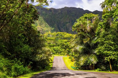 Dünyanın en güzel botanik bahçesi. Parkın büyük girişi. Tropik ağaçların altında kalın ve serin bir gölge. Oahu Adası. Hawaii Adaları. Polinezya.