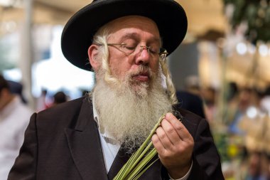 JERUSALEM, ISRAEL - 20 Eylül 2018: gri sakallı dindar Yahudi lulav seçiyor. Sukkot Güz Hasadı tatili. Dini, etnografik ve fotoğraf turizmi kavramı