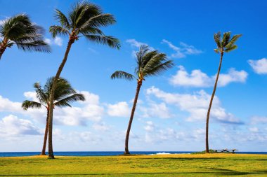 Pasifik sahilinin ve palmiye ağaçlarının muhteşem manzarası. Egzotik yerlere inanılmaz bir yolculuk. Pasifik Okyanusu 'ndaki Hawaii Adaları. Kauai adası. Polinezya.