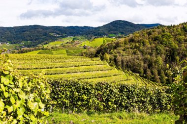 Ren tepelerinde iyi döşenmiş üzüm bağları bile bulunur. Almanya. Rhineland, Kappelrodeck. Sarmaşıklarda olgun üzümler asılı. Şarap ve üzüm bağları diyarına yolculuk. 