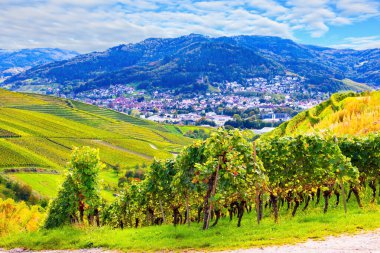 Almanya. Ren tepelerindeki Kappelrodeck kasabası. Güzel bir gün. Sıralar halinde iyi döşenmiş üzüm bağları bile Ren tepelerinde resmedilmiş durumda. Olgun üzüm demetleri. 