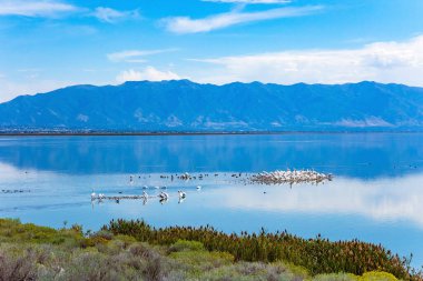 Beyaz pelikanlar gölde otluyor. Büyük Salt Lake. Utah. Antilop Adası. Göl yüzeyi bulutlu gökyüzünü yansıtır..