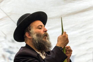 JERUSALEM, ISRAEL - 20 EYLÜL 2018: Sukkot Sonbahar Hasadı Tatili için hazırlanıyor. Dindar Yahudi, lulavı dikkatlice seçer. Dini, etnografik ve fotoğraf turizmi kavramı