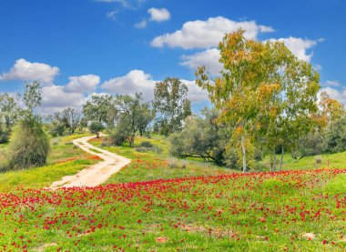 Toprak yol tepeler arasında esiyor. Şubat ayında güneşli sıcak bir gün. Parlak kırmızı şakayıklar ve yemyeşil çimenler. Güney İsrail. Kibbutz Ruhama.
