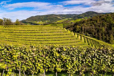 Ren tepelerinde iyi döşenmiş üzüm bağları bile bulunur. Sarmaşıklarda olgun üzümler asılı. Rhineland, Almanya. Güzel güneşli bir sonbahar günü.