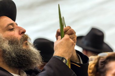 JERUSALEM, ISRAEL - 20 Eylül 2018: siyah şapkalı dindar Yahudi dikkatle lulav seçiyor. Sukkot Güz Hasadı tatili. Dini, etnografik ve fotoğraf turizmi kavramı.