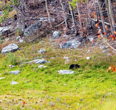 Yolun yakınındaki kayalıklarda dinlenen kocaman bir ayı. Jasper 'ı. Sessiz bulutlu bir sonbahar günü. Alberta, Kanada, 