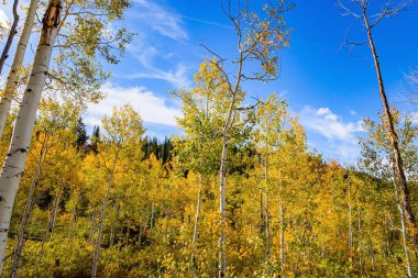 Moab 'a giden yolda orman var. Muhteşem Utah manzarası. Amerika 'nın batısına sonbahar gezisi.. 
