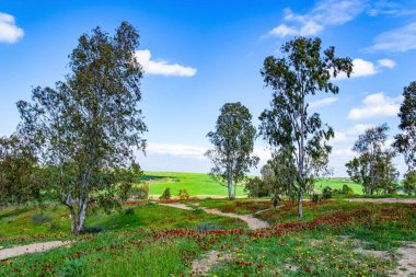 İsrail 'in güney sınırı. Çiçek açan yeşil ve kırmızı bahar. Güzel bulutlu bir şubat günü. Düz toprak yol tepelerin arasında uzanıyor. Sakin bir bahar sabahı.  