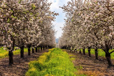 Alçak ağaçlar sıra sıra büyür. Badem çiçekleri. Ağaçların arasında yemyeşil çimenler yetişir. Narin beyaz ve pembe çiçekler baharın gelişini müjdeler. İsrail