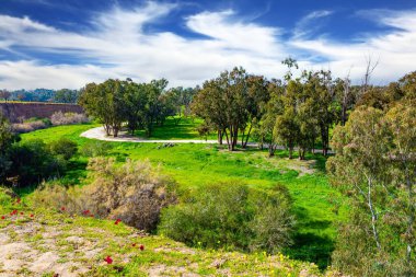 Yeşil çimen halıları arasında pitoresk yollar. İsrail. Beeri 'de bahar festivali, Gazze Şeridi sınırında. Kibbutz Beeri 'de muhteşem bir bahar. 