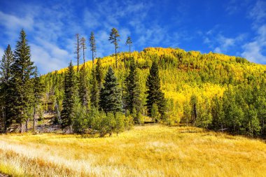 Güzel yeşil ormanlar ve geniş otlaklar. Kuzey sonbaharı yemyeşil. Aspen ve huş ağaçları sarardı. Büyük Kanyon 'un Kuzey Halkası. ABD