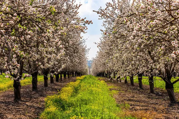 Alçak ağaçlar sıra sıra büyür. Badem çiçekleri. Ağaçların arasında yemyeşil çimenler yetişir. Narin beyaz ve pembe çiçekler baharın gelişini müjdeler. İsrail
