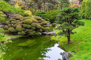 Parlak, yoğun yeşillik temiz göletleri çevrelemektedir. Parkın peyzaj tasarımı dikkatlice düşünülmüş ve şaşırtıcı bir şekilde uyumlu. Japon Çay Bahçesi. San Francisco, Golden Gate Parkı. 
