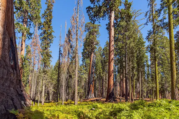 Güney Sierra Nevada 'daki Sequoia Ulusal Parkı. Kaliforniya, ABD. Sequoialar ipeksi, terakotta renkli kabukları olan muhteşem dev ağaçlardır..
