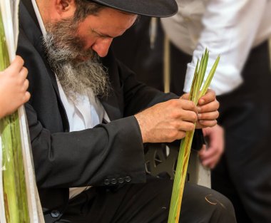 JERUSALEM, ISRAEL - 20 Eylül 2018: gri sakallı dindar Yahudi lulavı seçti. Sukkot sonbahar tatiline hazırlanıyorum. Etnografik ve fotoğraf turizmi kavramı