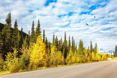Jasper 'ı. Sessiz bulutlu bir sonbahar günü. Maligne Gölü 'ne giden harika asfalt yol. Maligne Gölü dünyanın en büyük ikinci buzul gölüdür. Alberta, Kanada, 