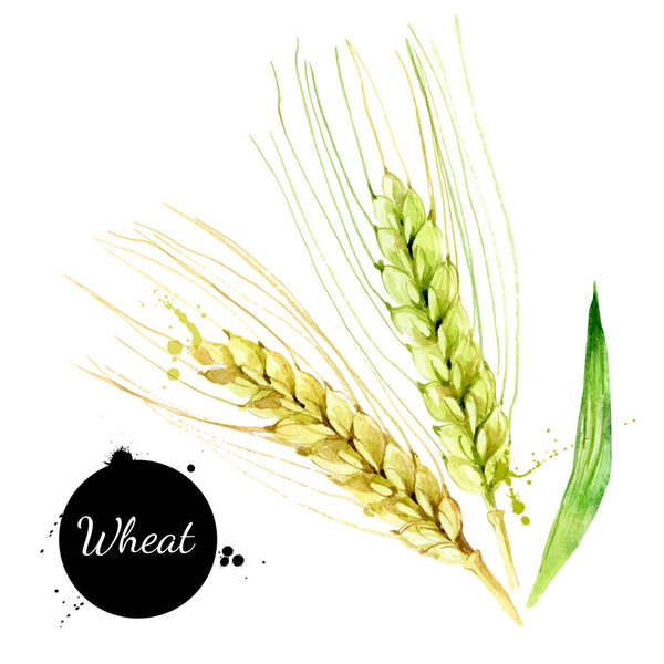 Акварельная пшеница. Векторные окрашенные изолированные суперпродукты на белом фоне