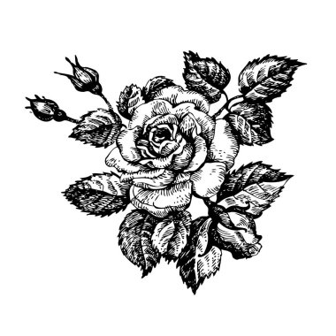 kurdele ile gül çiçek afiş eskiz. el çizilen illüstrasyon