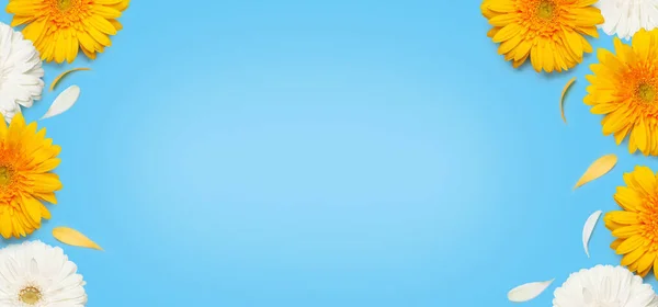 Цветки Желтой Белой Герберы Синем Фоне Шаблон Весенней Карты Квартира — стоковое фото