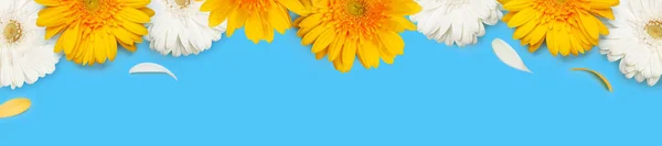 Flores Gerbera Amarelas Brancas Sobre Fundo Azul Modelo Cartão Primavera — Fotografia de Stock