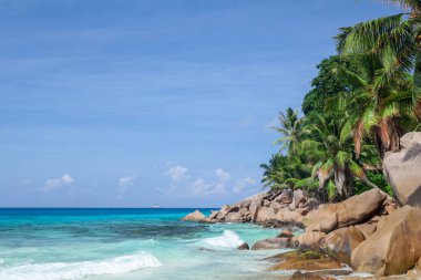 Palmiye ağaçları ve turkuaz deniz ile tropikal plaj
