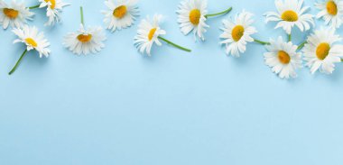 Mavi arka planda papatya bahçesi çiçekleri. Üst görünüm düzlüğü kopyalama alanı ile yatıyordu