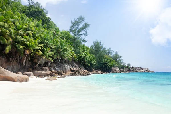 Tropical Beach Palm Trees Turquoise Sea — Stock Photo, Image
