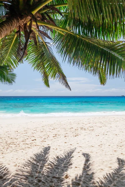 Playa Tropical Con Palmeras Mar Turquesa — Foto de Stock