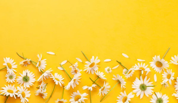 Χαμομήλι Λουλούδια Στον Κήπο Κίτρινο Φόντο Πάνω Όψη Επίπεδη Θέσει — Φωτογραφία Αρχείου