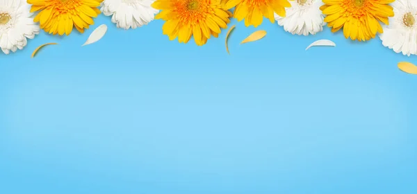 Flores Gerbera Amarelas Brancas Sobre Fundo Azul Modelo Cartão Primavera — Fotografia de Stock