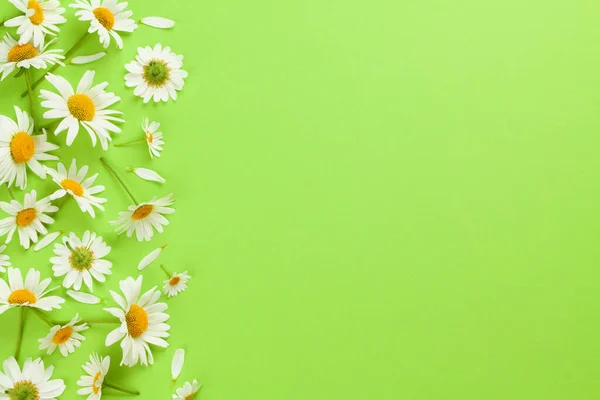 Flores Manzanilla Sobre Fondo Verde Vista Superior Plano Con Espacio — Foto de Stock