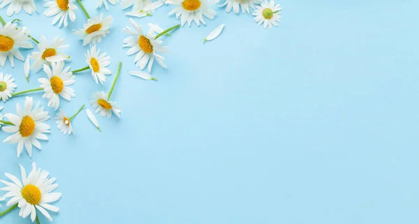 Flores Manzanilla Sobre Fondo Azul Vista Superior Plano Con Espacio —  Fotos de Stock