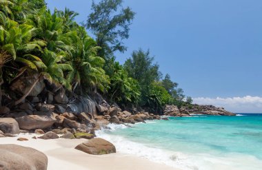 Palmiye ağaçları ve turkuaz deniz ile tropikal plaj