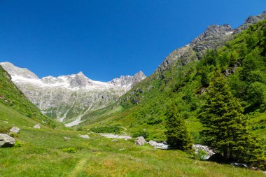 Yeşil alp çayırlarının panoramik manzarası ve İsviçre 'de karlı Alpler dağları