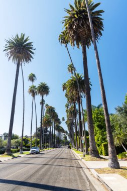 Beverly Hills caddesi, uzun palmiye ağaçları. Los Angeles, Kaliforniya