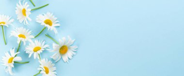 Mavi arka planda papatya bahçesi çiçekleri. Üst görünüm düzlüğü kopyalama alanı ile yatıyordu