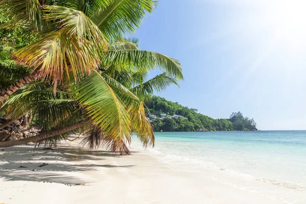 Tropical Beach Palm Trees Turquoise Sea — Stock Photo, Image