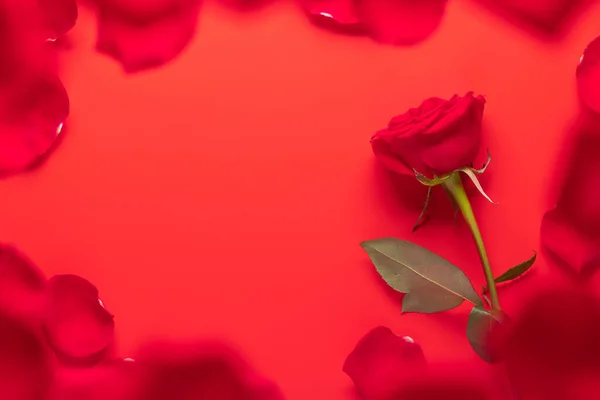 Valentinstag Grußkarte Mit Rosenblüten Und Blütenblättern Auf Rot Mit Raum — Stockfoto