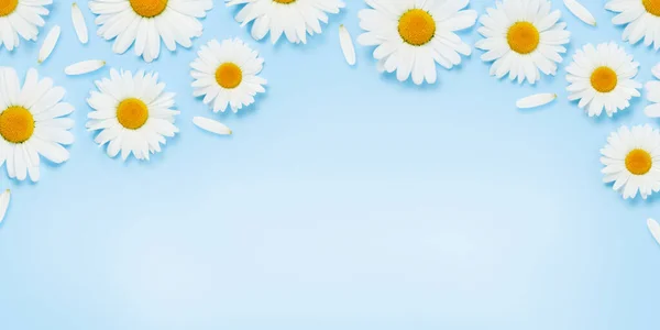 Kamillenblüten Textur Gänseblümchen Hintergrund Über Blauem Hintergrund Mit Kopierraum — Stockfoto