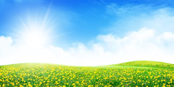 Flower field and sunny sky with clouds over horizon. Wide summer landscape