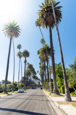Beverly Hills caddesi, uzun palmiye ağaçları. Los Angeles, Kaliforniya