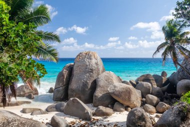 Palmiye ağaçları ve turkuaz deniz ile tropikal plaj