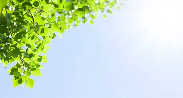 青空の前に葉を持つ木の枝 コピースペース付き夏の背景 — ストック写真