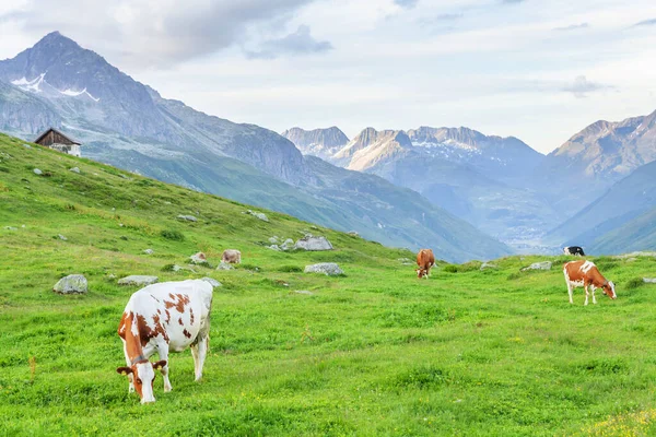 Cows Pasture Alpine Meadow Switzerland Mountains Background — Stock Photo, Image