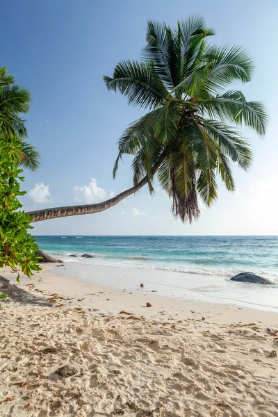 Tropikalna Plaża Palmą Turkusowym Morzem — Zdjęcie stockowe