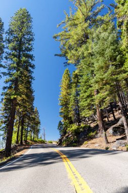 Ormanda asfalt kavis yolu. Yosemite Ulusal Parkı, Kaliforniya