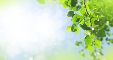 Mavi güneşli gökyüzünün önünde yaprakları olan ağaç dalı. Kopyalama alanı olan yaz arkaplanı